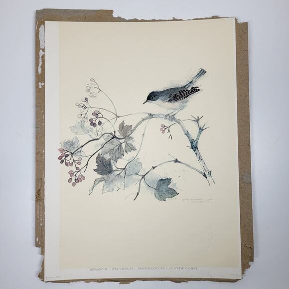Vintage Whitethroat Bird on Branch Lithograph 14.5" MCM Signed - Picture 1 of 16